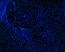 smudged blue roses
