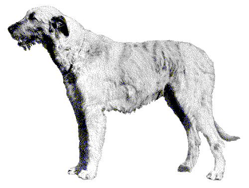 Irish Wolfhound