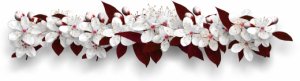 Plum Blossom bar