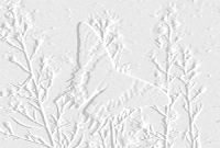 white butterfly and flowers