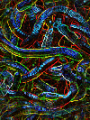 Neon worms